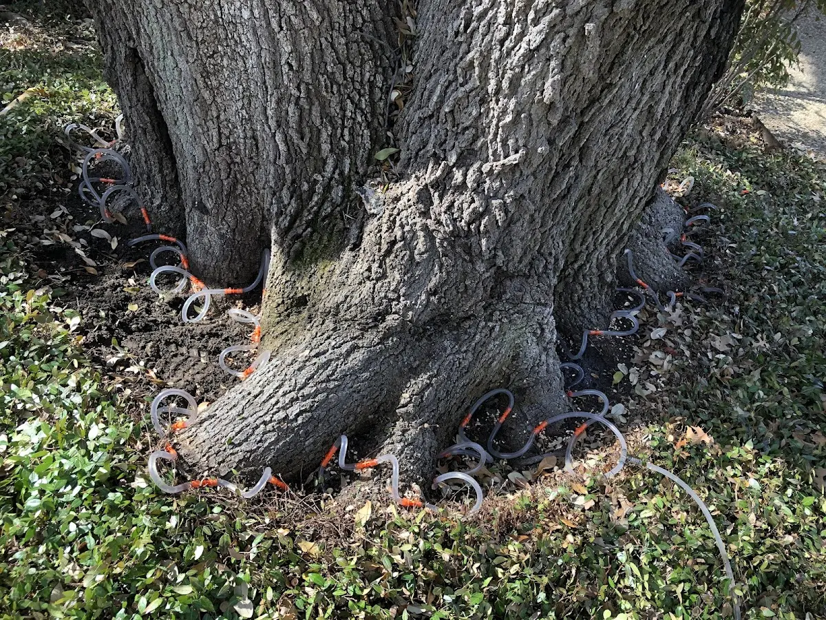 Detailed Tree Cabling and Bracing job site in Conway Springs