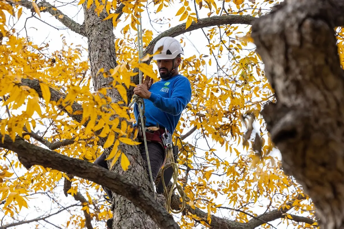 Skilled Tree Pruning crew working in Conway Springs