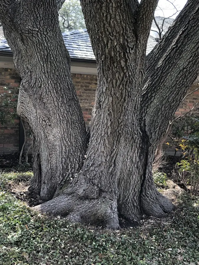 Mature heritage tree close to a Conway Springs property cared for by certified arborists